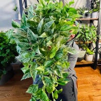 ShopJustOneMorePlant