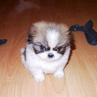 BADDOGCATALOG