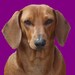 Buyer Avatar