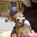 LoveYourDogByJules