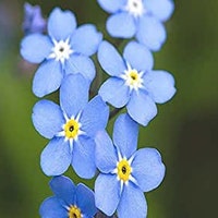 ForgetMeNotShopCA