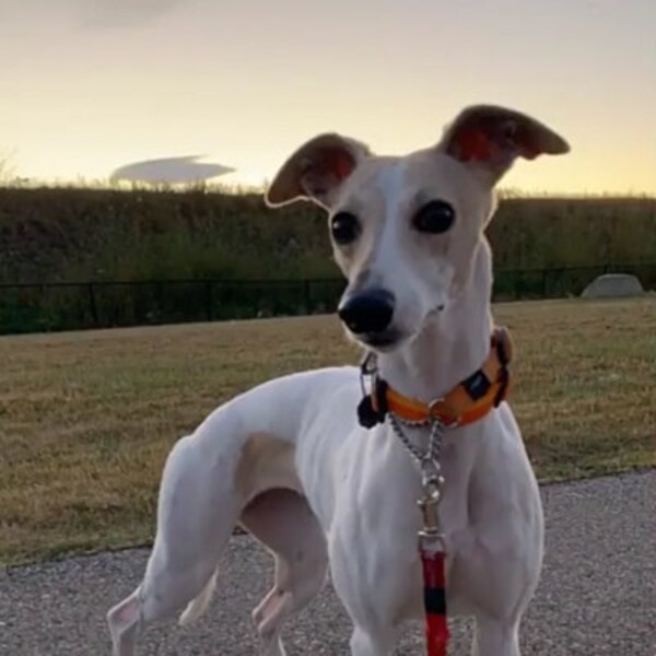 New RETRO PYREX Inspired Digital Collage ART 8x10 Cool Pyrex Collage ...