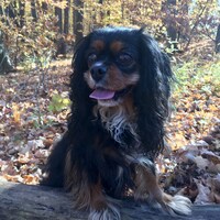 BarkinNeighsTreatery