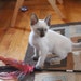 Buyer Avatar