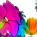 sistersreyes avatar