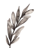 FloralandFernShop