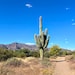 TheJackedCactus