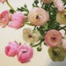 BeautifulLiving