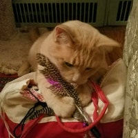 AlyCatCreations1