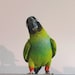 Buyer Avatar