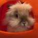 Buyer Avatar