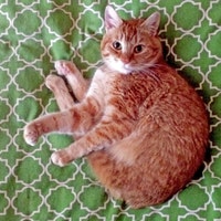 Fuzzrumbles