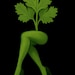 Dang Cilantro