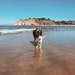 DogBeachCollective