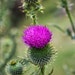 thethornythistle