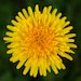 DandelionPaperWeight