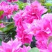 MomoDesignGarden