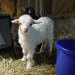 AmityCreekPygoraGoat