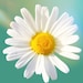 Daisy avatar
