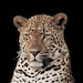 LEOPARD Jewelry