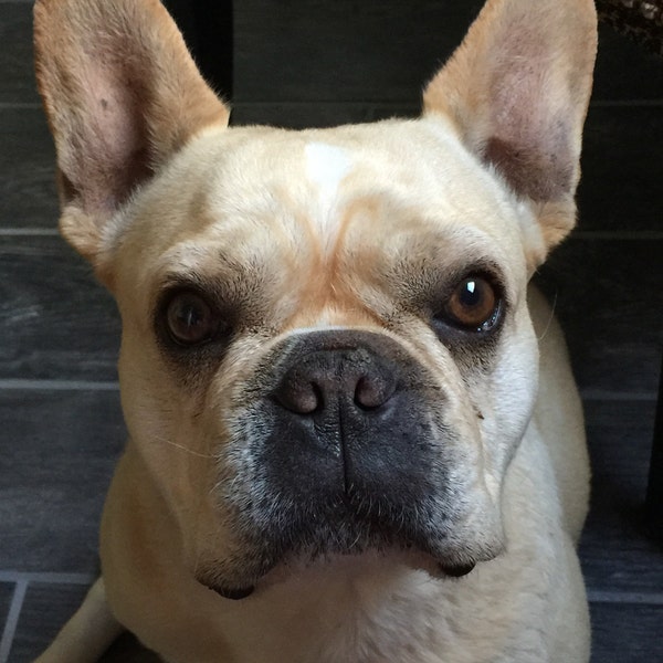 View of Christmas Porch Decor, Christmas Canvas Banner, Canvas Porch Banners ...