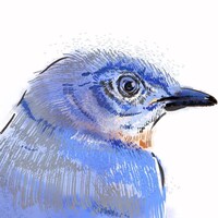 Bluebirdartssilver