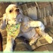 Doolittledaisy