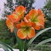 June Plant Explorer