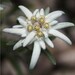 Botanist