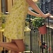 SilkParrot