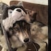 StaryCanineCreations