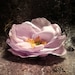 Rebecca Dawson-Davis avatar