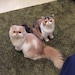 HouseOfCatsHK