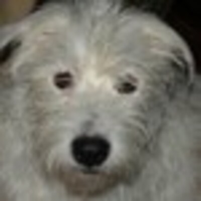 Susan's profile picture