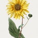 Floriographica