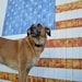 4PawsOnlyNovelties
