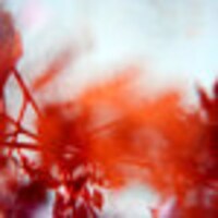 lavenderthistledown