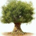 Vintage Nature avatar