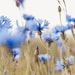 LaBlueFlower