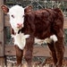 Buyer Avatar