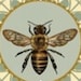Buyer Avatar