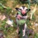 Buyer Avatar
