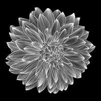 FloraLoraUA