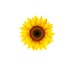 SunflowerEssenceCo