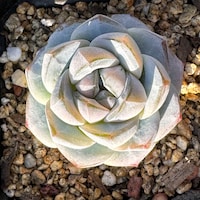 SuccuDelights