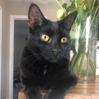 CatsnHatsCrafts