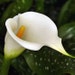 Calla Lily