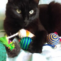 CatasticStudio