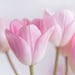 TheFloralTeacher