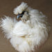 barnfeathers